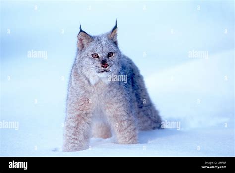 A Canadian Lynx Hunting In Snow Stock Photo Alamy