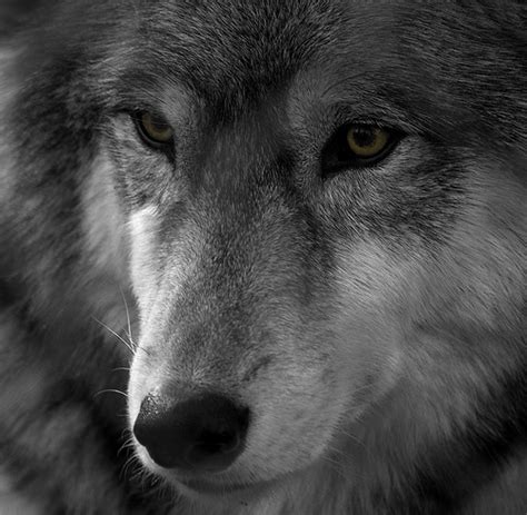 Cool Wolf Profile Pictures Greywolf Supportive Guru