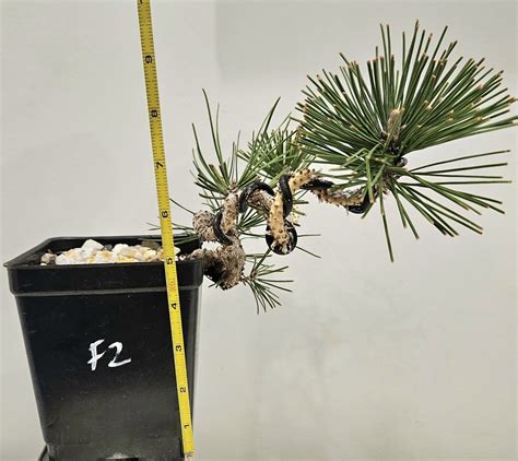 Japanese Black Pines Bonsai Shohin Tree In Training F EBay