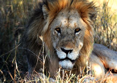 Lion At Serengeti National Park Tanzania Africa Serengeti National