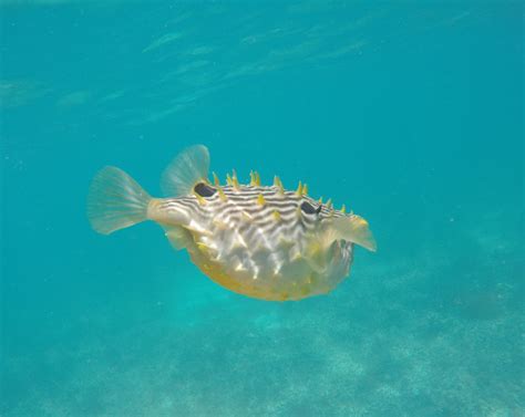 Puffer Fish Pr Blow Fish In The Florida Keys