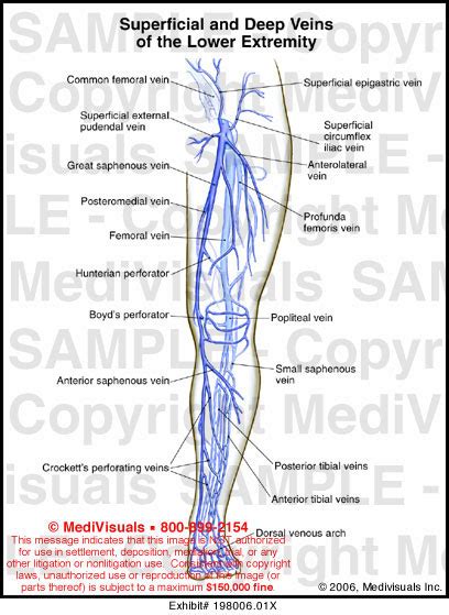 Medivisuals Superficial And Deep Veins Of The Lower Extremity Medical