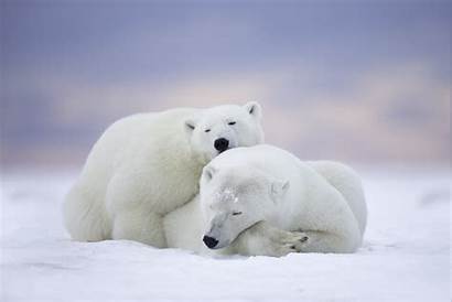 Polar Bears Animals Desktop Backgrounds Wallpapers Mobile