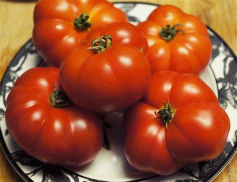 Gruntowy Tomato A Comprehensive Guide World Tomato Society