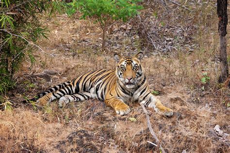 A Tiger In Bandhavgarh National Park Photograph By Mint Images Art