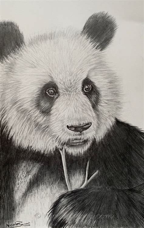 85 Simple And Easy Pencil Drawings Of Animals For Every Beginner Page