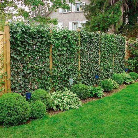Living Fences Line Simple Landscaping