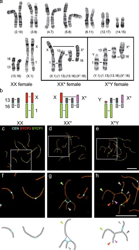 Karyotype And Meiotic Sex Chromosome Conformation Of Xx Xx And Xy