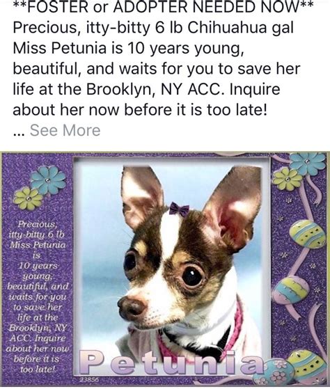 Morkies are relatively small dogs at about 6 to 8 inches tall, weighing. PETUNIA PULLED BY READY FOR RESCUE ️ ️, 03/2018 - NEEDS ...