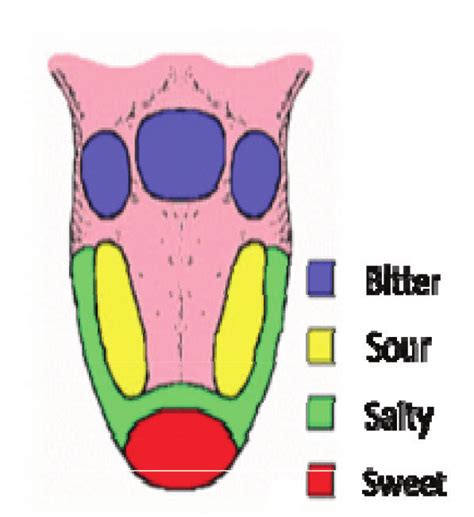 Taste Receptors Of The Tongue Download Scientific Diagram