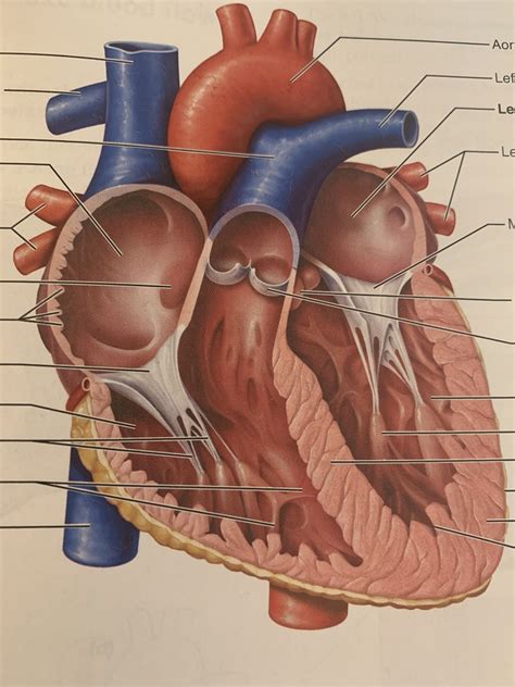 Internal Anatomy Of The Heart Diagram Quizlet