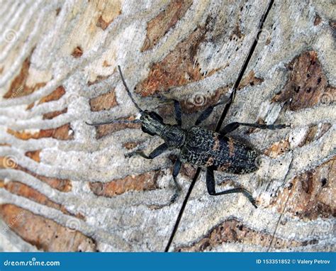 Capricorn Beetle With The Latin Name Is Cerambycidae Wood Pest Macro