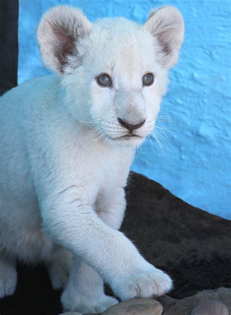 White Baby Lion Smithsonian Photo Contest Smithsonian Magazine