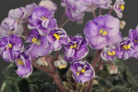 Heavenly Girl H Pittman Violetviol Plants Collection