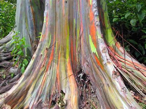 Rainbow Eucalyptus Furniture