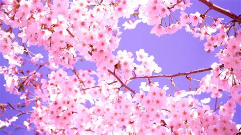 2560x1440 cherry blossom wallpapers top free 2560x1440 cherry blossom backgrounds