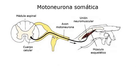 Función De Las Motoneuronas ¿qué Hacen Las Neuronas Motoras Curiosoando