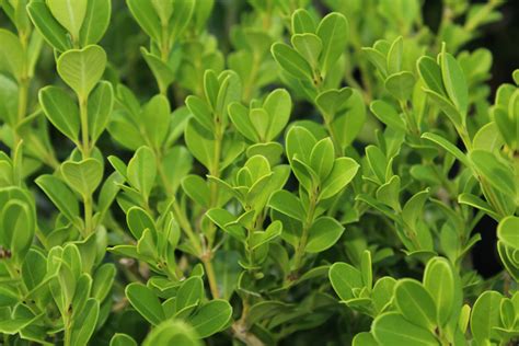 How To Grow And Care For Winter Gem Boxwood