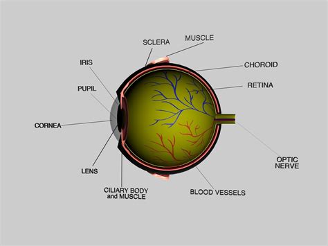 Human Eye Cross Section Eyeball 3d Model Cgtrader