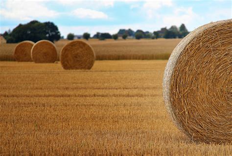 Wallpaper Landscape Food Field Straw Wheat Hay Harvest