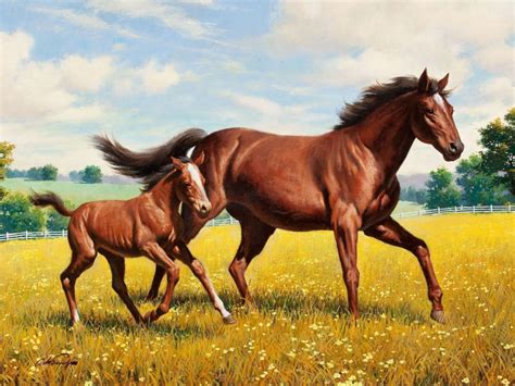 Foal Horse Meadow Running Grass Animals Wallpapers Hd