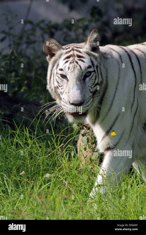 White Bengal Tiger Stock Photo Alamy