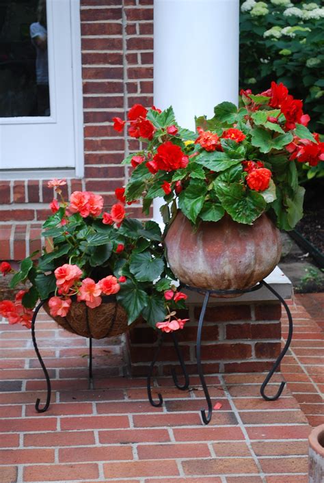 Beautiful Begonias Shade Container Flowers Container Garden Design