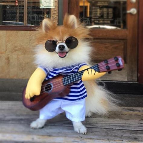Don't see what you're looking for? Cute Little Rockstar with Guitar Funny Costume for Dog - Woof Apparel