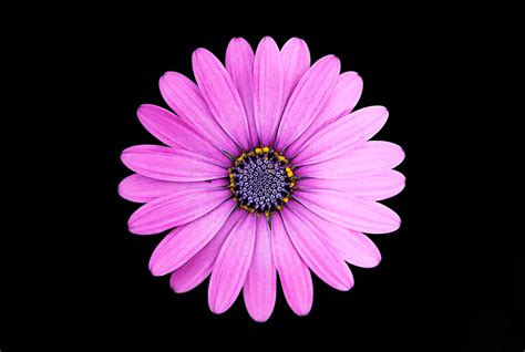 Original Resolution Popular Purple Flowers With Dark Background