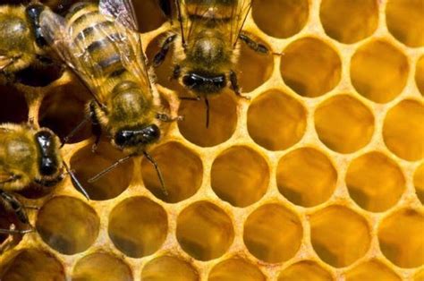 Keistimewaan Madu Dan Lebah Dalam Al Quran Kumpulan Info Unik