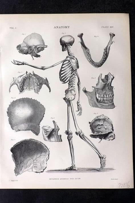 Encyclopaedia Britannica C1880 Antique Print Anatomy 14 Skeleton