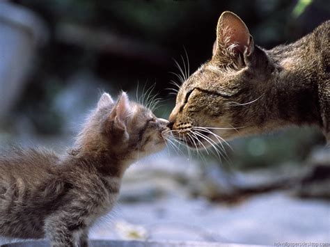 Picture Of A Mother Cat Tenderly Rubbing Noses With Her Baby Kitten Aww