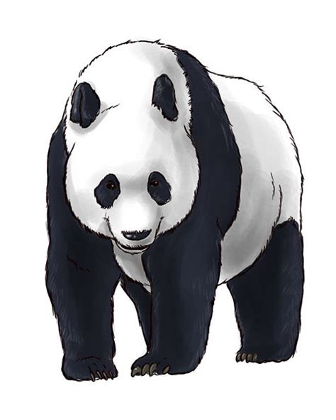 How To Draw A Giant Panda