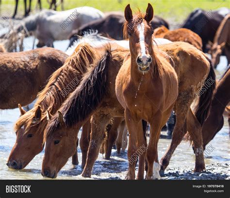 Horse On Watering Image And Photo Free Trial Bigstock