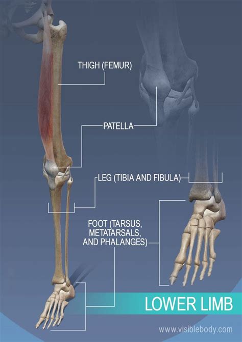 Thigh Leg And Ankle Bones Of The Lower Limb Skeleton Anatomy