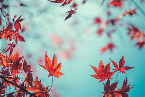 Scarlet Maple Stock Photos Pictures And Royalty Free Images Istock