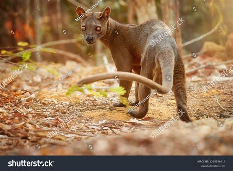 Madagascar Fossa Apex Predator Lemur Hunter Stock Photo 2220196815