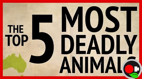 These Are The Five Deadliest Creatures In Australia Youtube