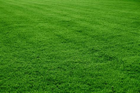 Is Compacted Soil One Of The Reasons Your Lawn May Be Failing