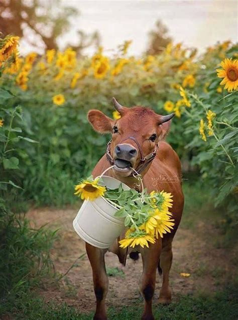Calf With Sunflowers Cute Cows Cute Animals Cow