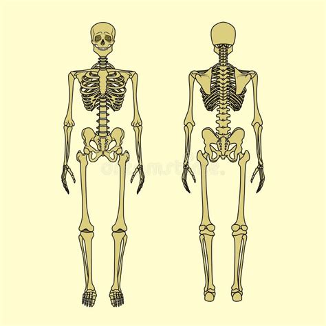 Blank Skeletal System Front And Back