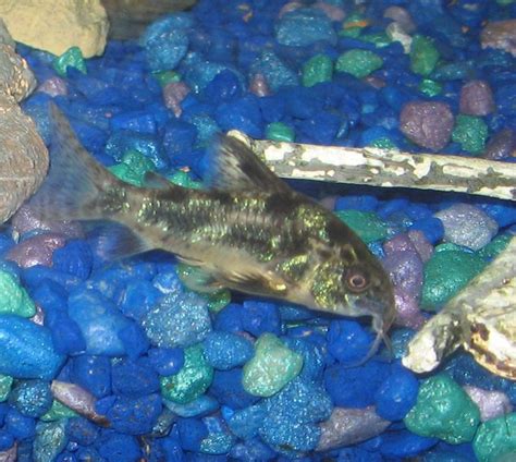 Peppered Cory The Care Feeding And Breeding Of Peppered Corydoras