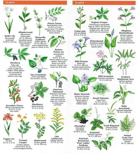 Species Identification Woodlands Conservancy Plant Leaf