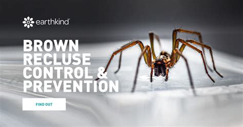 Facts About Brown Recluse Spiders And How To Get Rid Of Them