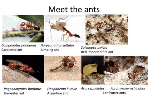 Ppt Meet The Ants Powerpoint Presentation Free Download Id1910739