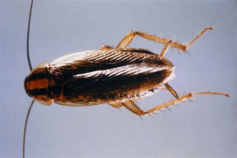 Cockroaches Florida Bug Infestation The Bug Man Pest Control