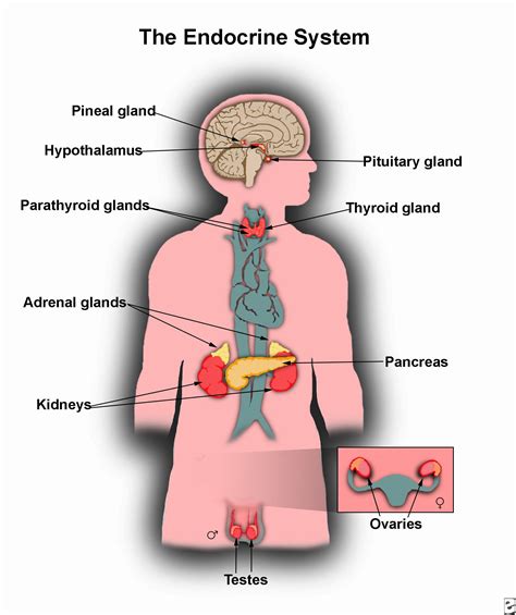 Endocrine System Discover The Anatomy And Function Of Glands The