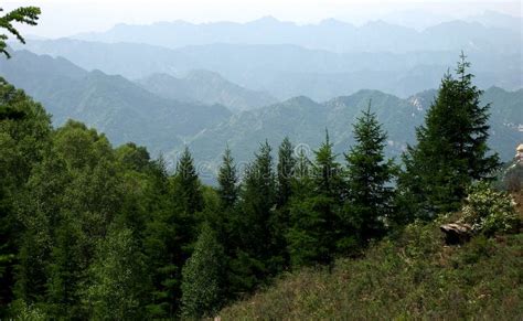Pine Trees In Mountains Stock Photo Image Of Forest 13008646
