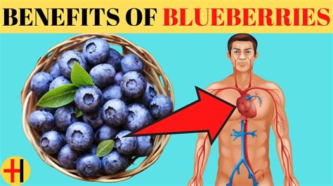 health benefits of blueberries top 10 amazing health benefits of blueberries youtube