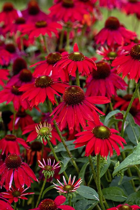 Red Perennial Flowers That Bloom All Summer Best Bulbs For Late